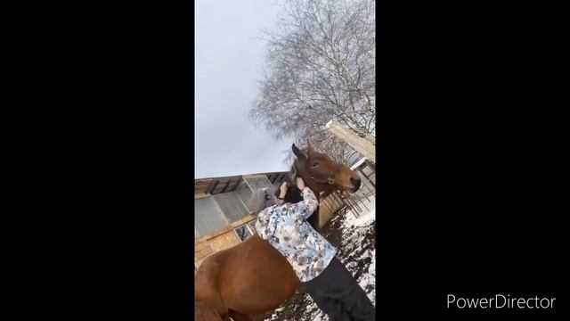 Вычёсываем гриву лошади от колючек смотреть онлайн