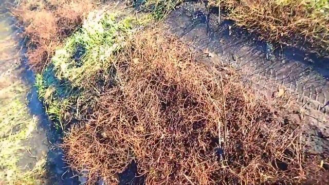 влог осень ? 2 часть/АЛЕКСАНДР ВЕЛИКИЙ/#бензопила смотреть онлайн