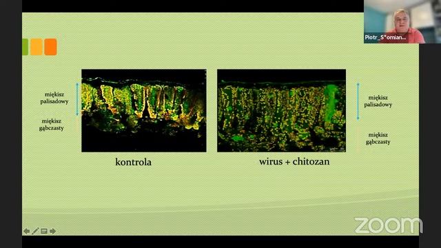 Контроль Вируса коричневой морщинистости плодов томата (ToBRFV) смотреть онлайн