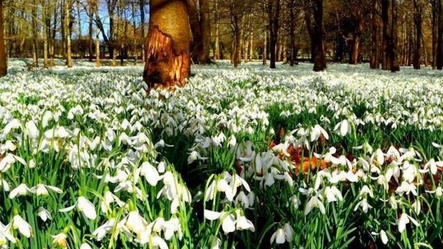 День подснежника смотреть онлайн