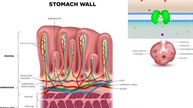 Proton pump inhibitors: Omeprazole, pantoprazole and other 'prazole' medications смотреть онлайн