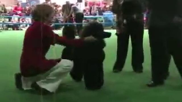 Россия-2009, б.пудели,КОБЕЛИ юниоры смотреть онлайн