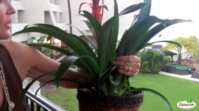 How to Care for Bromeliads смотреть онлайн