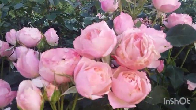 Саженцы розы Долчеза!!!!💕💕💕🌹🌹🌹 смотреть онлайн