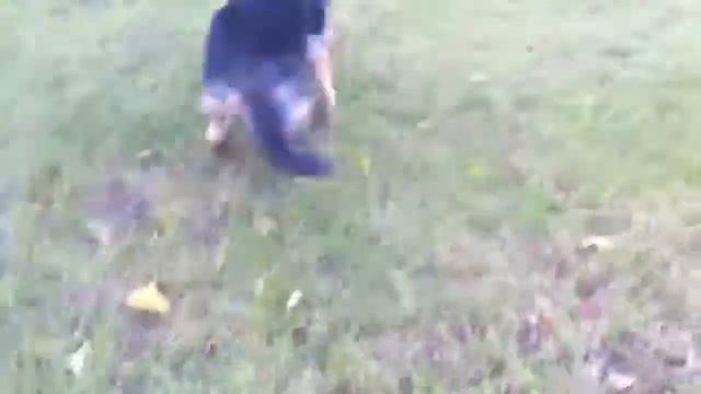 Овчарка играет в футбол смотреть онлайн