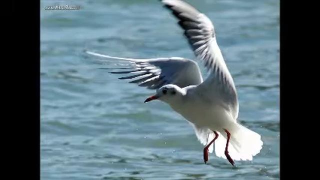 Моя любимая птица смотреть онлайн