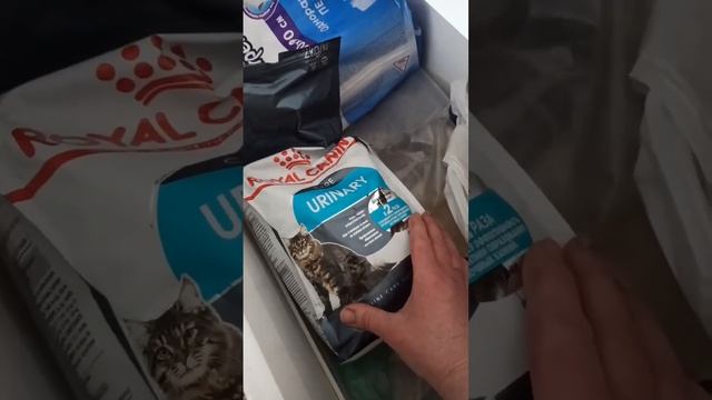 О многом получилось сказать и показать. Лотки, Барсик и сюрприз в конце!/ Home Shelter "Mercy" смотреть онлайн