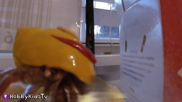Hermit CRAB Pet Surprise with Toys and Tank by HobbyKidsTV смотреть онлайн