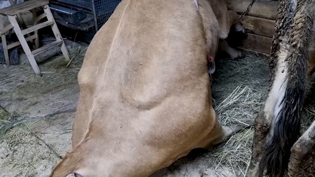 ОНА ОБЯЗАНА ВЫЖИТЬ! СПАСАЕМ ДЖЕРСИЙСКУ КОРОВУ. смотреть онлайн