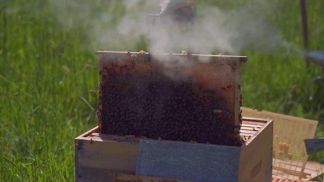 СОДЕРЖАНИЯ ПЧЁЛ В ЯПОНСКОМ УЛЬЕ! смотреть онлайн