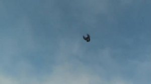 Николаевские голуби Макеевки -1