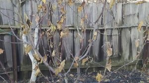 Технология по обрезке и формировке Би Баум, многолидерных форм плодовых.