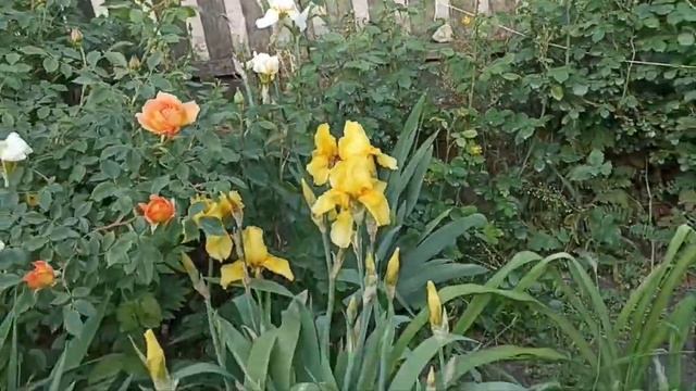 ирисы ЦВЕТЫ 23 ГОД смотреть онлайн