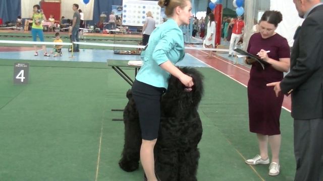 Русский черный терер Russian black terer смотреть онлайн