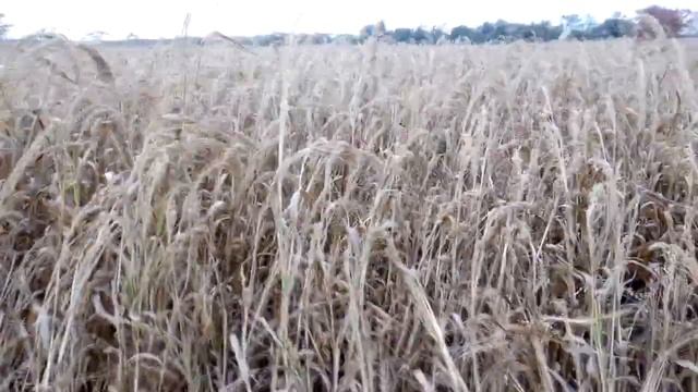 Просо выкинуть нельзя оставить смотреть онлайн