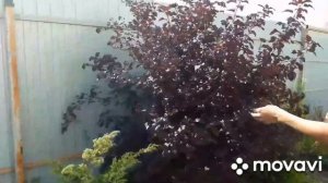 Обрезка пузыреплодника