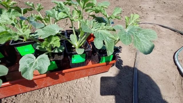 СТРАШНО ВСПОМНИТЬ!БЕРУСЬ ЗА ДЕЛО! смотреть онлайн