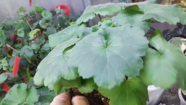 🌺 Черенки растут с космической скоростью,как быть?👍👍👍#пеларгония смотреть онлайн