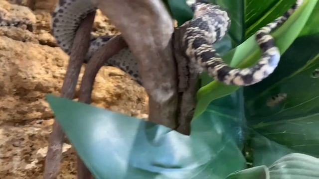 Самая страшная змея с очень милым характером! Ложная кобра. смотреть онлайн