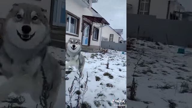 Это не Бран и не Луночка! Это еще один их братишка Белами :) смотреть онлайн