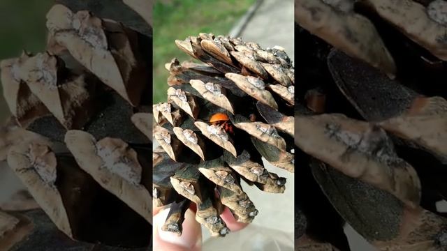откуда берутся божьи коровки? смотреть онлайн
