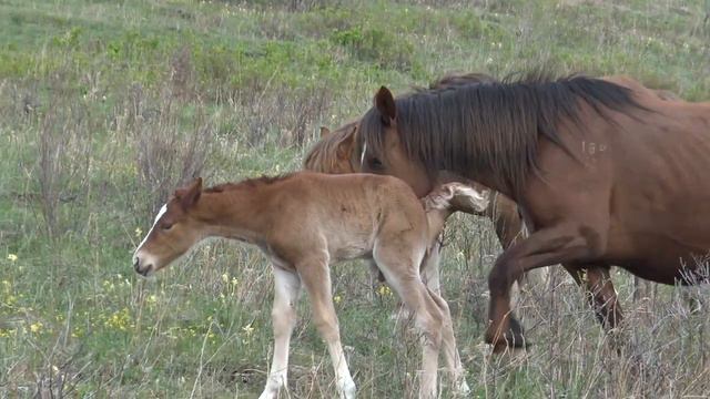 Лошади немного одичали смотреть онлайн