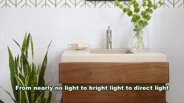 8 Best Plants that Will Grow Better in Your Bathroom - Better Home & Garden смотреть онлайн