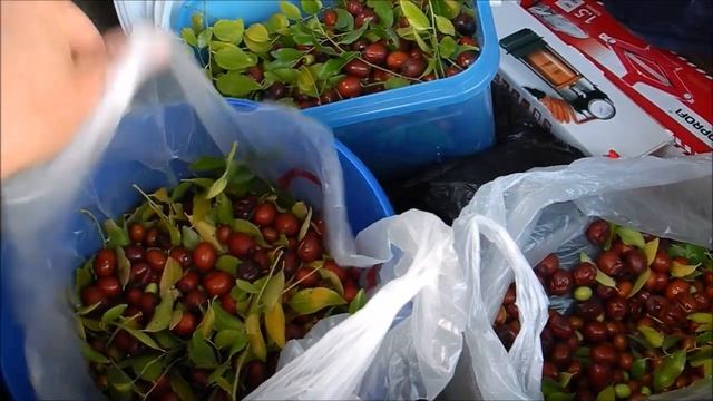 Сбор ягод Унаби (Zízíphus Jujúba)