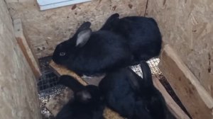 Купили Бургундских кроликов,, получили сюрприз!