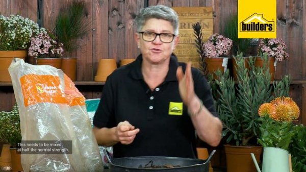 How to care for Leucospermums / Pincushions