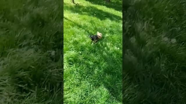 Чудо - дерево смотреть онлайн