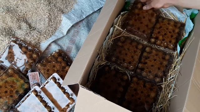 Упаковка инкуб яйца Почтой по территории Украины смотреть онлайн
