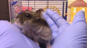 Кеша завел ХОМЯКА - экскурсия по клетке, что едят хомяки - Мультик с Мимимишками