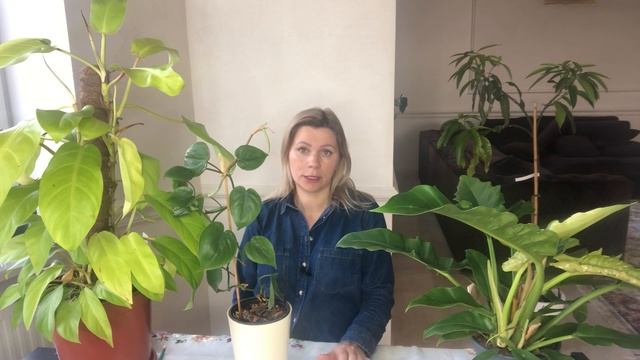 ФИЛОДЕНДРОН | ОСОБЕННОСТИ ВЫРАЩИВАНИЯ смотреть онлайн
