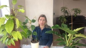 ФИЛОДЕНДРОН | ОСОБЕННОСТИ ВЫРАЩИВАНИЯ