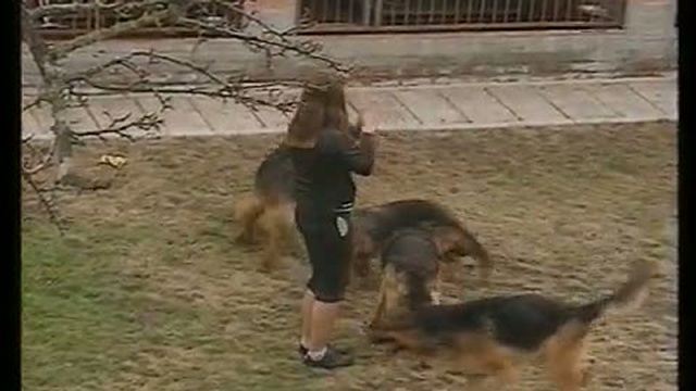 Немецкая овчарка смотреть онлайн