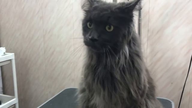 Экспресс линька для кошек, как проводится в зоосалоне, видео. Уроки груминга. Зоосалон у Мишки. смотреть онлайн
