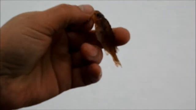 Опасная зимняя рыбалка на Волге. Промоины. Рыбы нет. смотреть онлайн