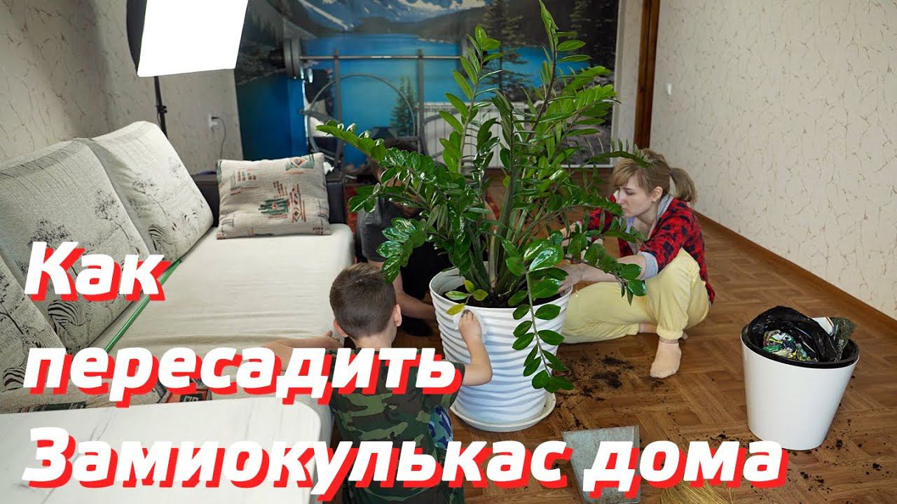 ЗАМИОКУЛЬКАС УХОД И ПЕРЕСАДКА / КАК ПЕРЕСАЖИВАТЬ ЗАМИОКУЛЬКАС ДОМА / ДОЛЛАРОВОЕ ДЕРЕВО РАЗМНОЖЕНИЕ смотреть онлайн