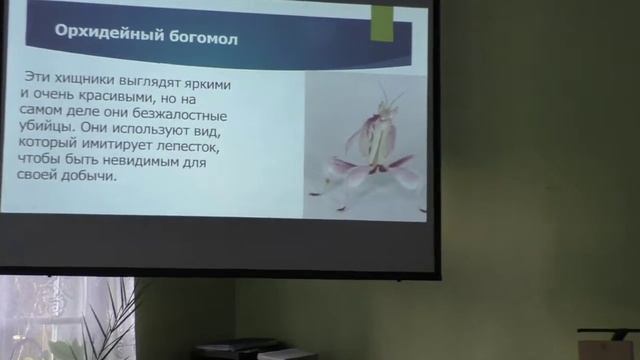 Маскировка в мире насекомых (Давид Хилл) смотреть онлайн