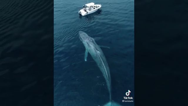 За секунду до. Гигантское чудовище в океане смотреть онлайн