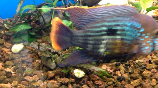 amazing green terror tank cichlid, акара бирюзовая мальки, размножение смотреть онлайн