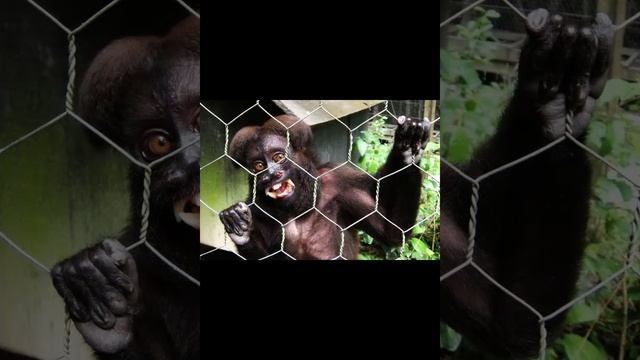 Черноспинный саки, или сатанинская обезьяна смотреть онлайн