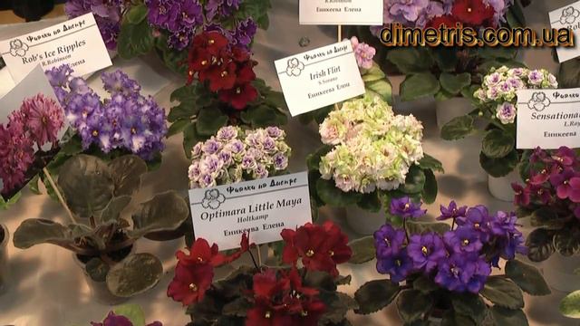 Выставка фиалок май 2010 Днепропетровск смотреть онлайн