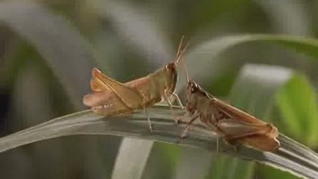 Микрокосмос, часть 1