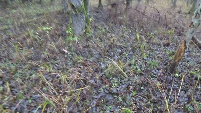 Кабан порвал собаку. Загонная охота на кабана. смотреть онлайн