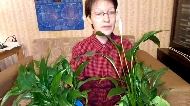 Молодой спатифиллум расцвёл смотреть онлайн