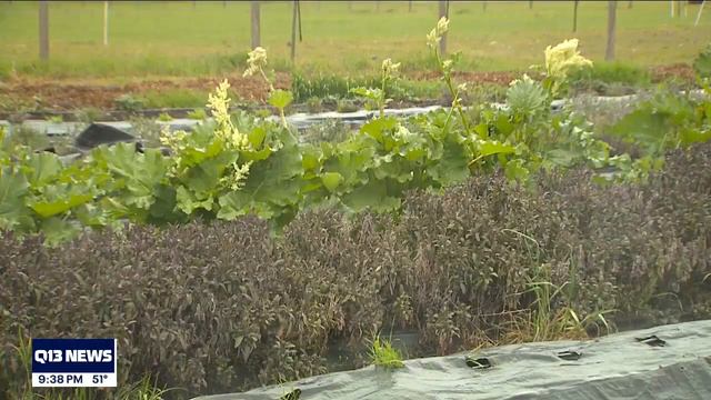 Local sisters and farmers open vintage style cocktail shop using their crops смотреть онлайн