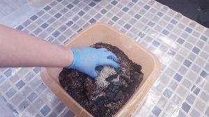 ДРАЦЕНА особенности грунта, пересадки и полива.