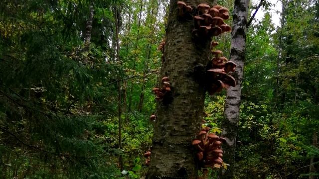 Опята смотреть онлайн